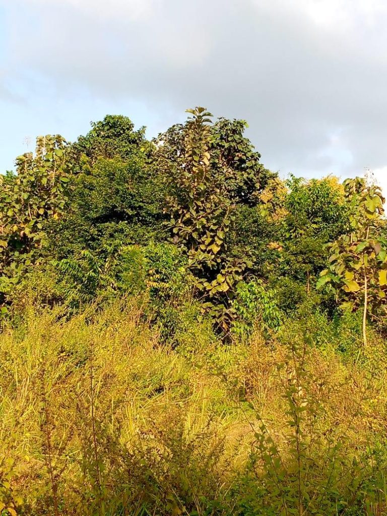 En vente 2ha à Yamoussoukro avant corridor Subiakro