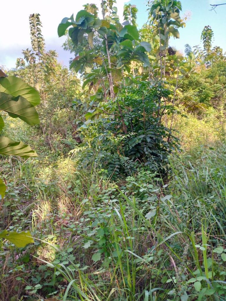 En vente 2ha à Yamoussoukro avant corridor Subiakro