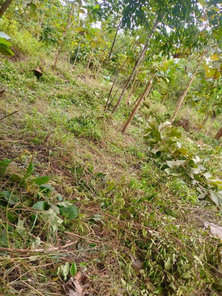 En vente 2ha à Yamoussoukro avant corridor Subiakro
