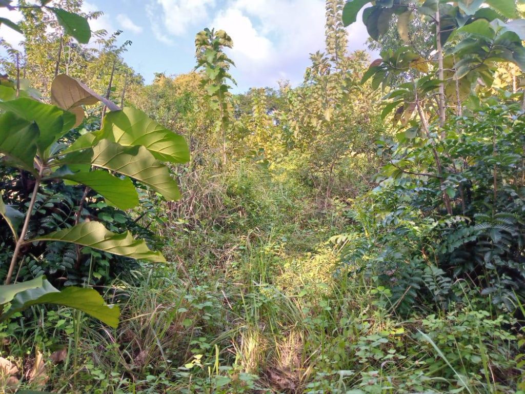En vente 2ha à Yamoussoukro avant corridor Subiakro